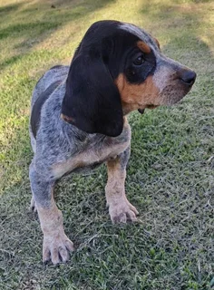Bluetick Coonhound Puppies For Sale