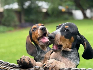 Bluetick Coonhounds Puppies For Sale