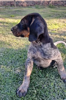 Bluetick Coonhounds Puppies For Sale