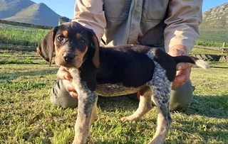 Bluetick Coonhounds Puppies For Sale