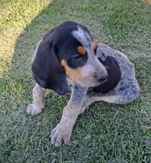 Bluetick Coonhounds Puppies For Sale