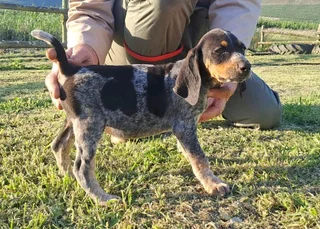 Bluetick Coonhounds Puppies For Sale