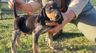 Bluetick Coonhounds Puppies For Sale