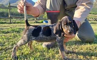 Bluetick Coonhounds Puppies For Sale