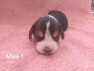  Beautiful Beagle Puppies – Book Yours Now! 