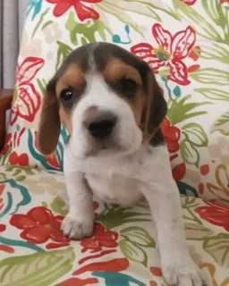 Beagle Puppies For Sale