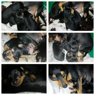 Miniature pinscher puppies