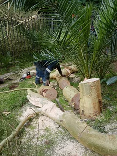 Tree Felling And Garden Refuse Desposal