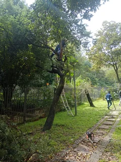 TREE FELLING AND GARDEN REFUSE DESPOSAL