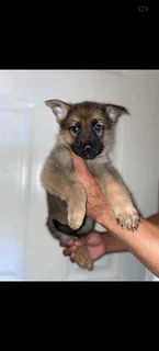 German shepherd puppies