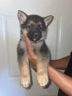 German shepherd puppies