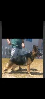 German shepherd puppies