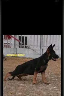 German shepherd puppies