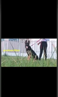 German shepherd puppies