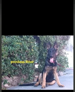 German shepherd puppies