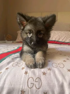 German shepherd puppies