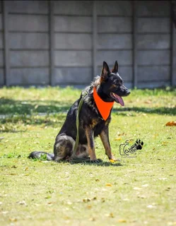 German shepherd puppies