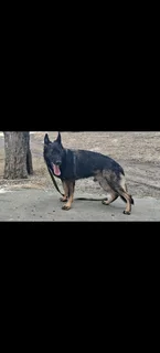 German shepherd puppies
