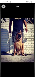 German shepherd puppies