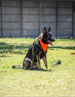 German shepherd puppies