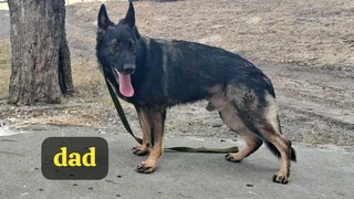 German shepherd puppies