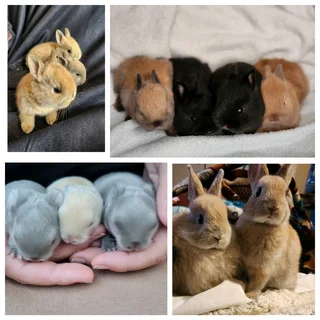 Netherland dwarf and Jersey woolie bunnies