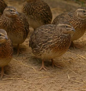 Jumbo Coturnix Quails