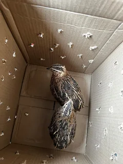 Jumbo Coturnix Quails