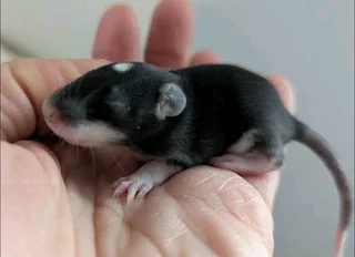 9 baby girls rats 9 weeks old