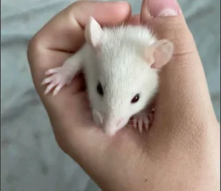 9 baby girls rats 9 weeks old