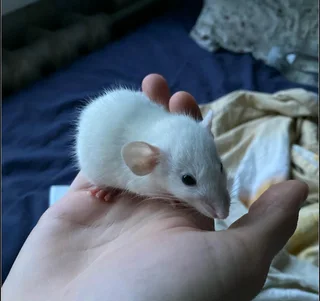 9 baby girls rats 9 weeks old