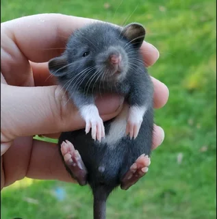 9 baby girls rats 9 weeks old
