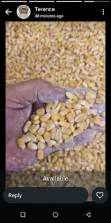 mielies for your animals. R5 PER KG. Order now