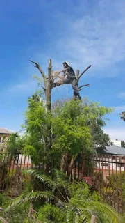 Rubles Removal and tree cutting