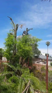 Rubles Removal and tree cutting