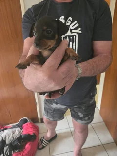 Miniature Doberman Puppies