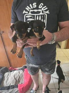 Miniature Doberman Puppies