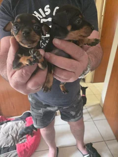 Miniature Doberman Puppies