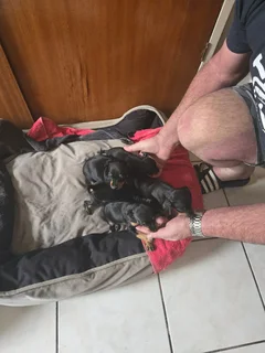 Miniature Doberman Puppies