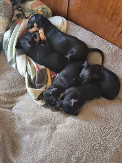 Miniature Doberman Puppies