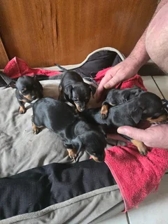 Miniature Doberman Puppies