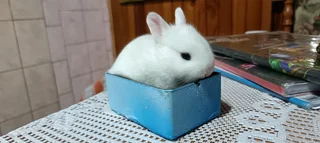Rabbit for sale in Durban