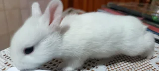 Rabbit for sale in Durban