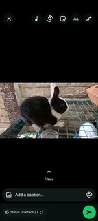 Bunnies for sale in Durban