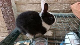 Bunnies for sale in Durban