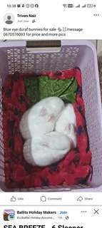 Bunnies for sale in Durban