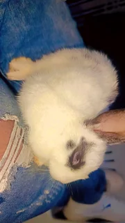 Bunnies for sale in Durban