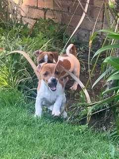 Purebred Jack Russell Puppies for Sale!
