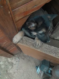 German shepherd puppies