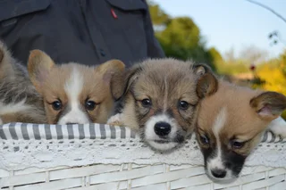 Purebred Pembroke Welsh Corgi Puppies